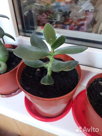 Толстянка денежное дерево