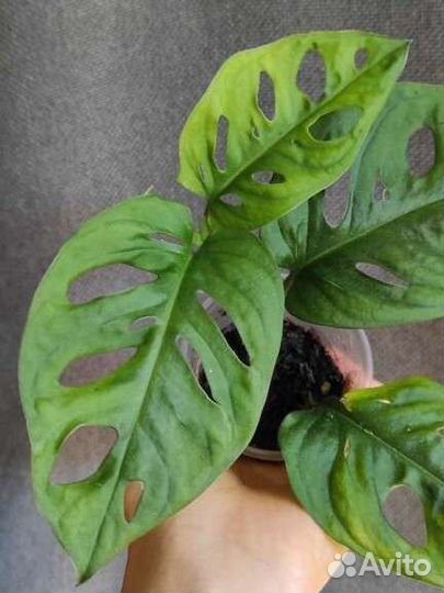 Монстера Адансона Манки Маск (Monkey Mask)