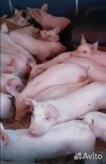 Поросята, Свиньи в живом весе