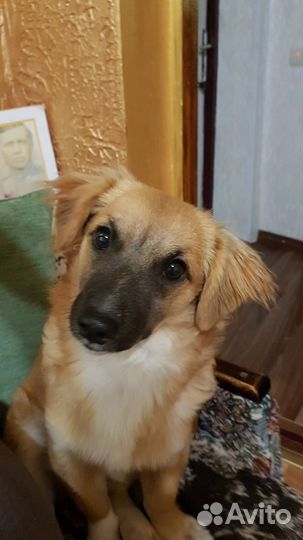 Маленькая собака