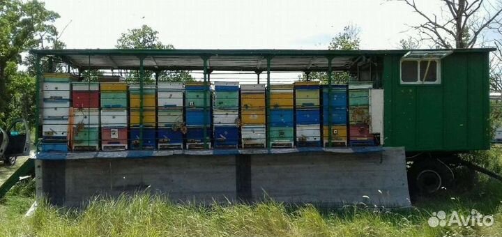 Мед акации св. урожай 2023 г