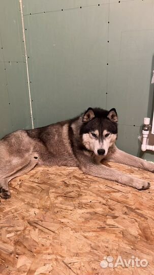 Сибирский хаски