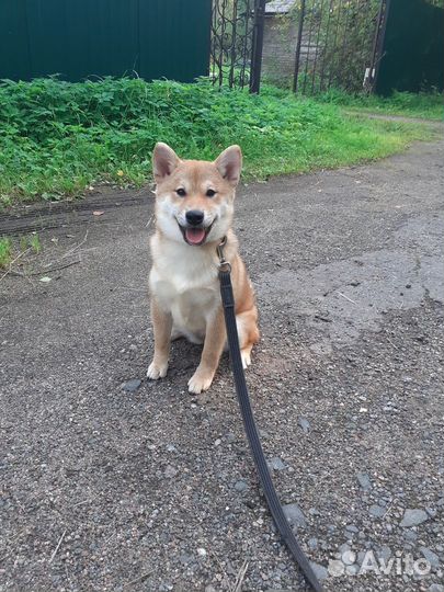 Щенок сиба девочки