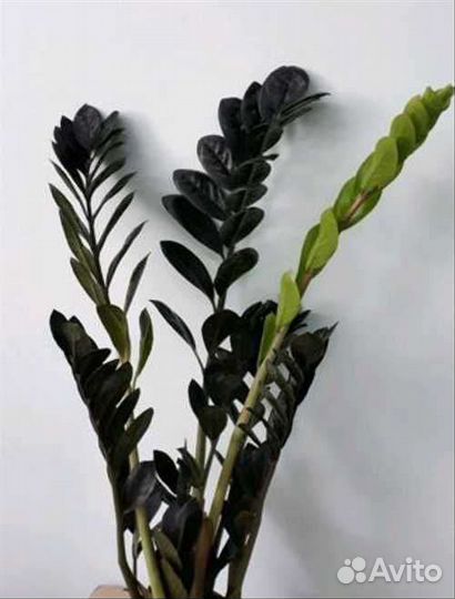 Замиокулькас чёрный - Рейвен (Raven), Супер Нова