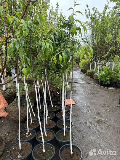 Сакура саженцы