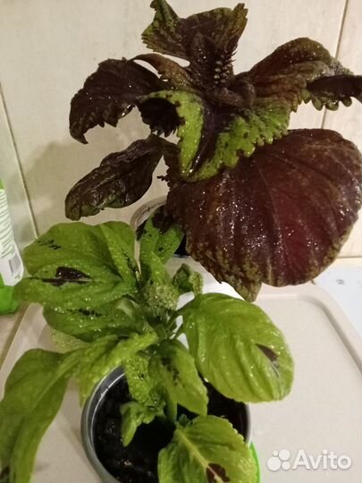 Колеус крупный