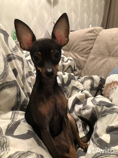 Мини Той-терьер вязка