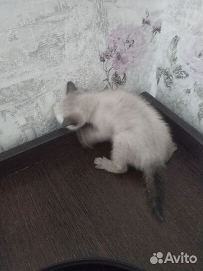 Кошка в дар бесплатно