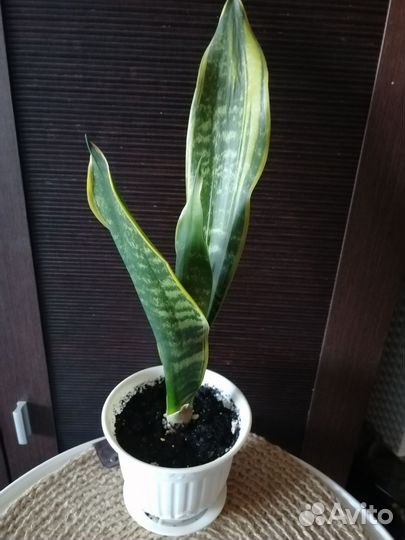 Бегония сциндапсус сансевиерия сингониум