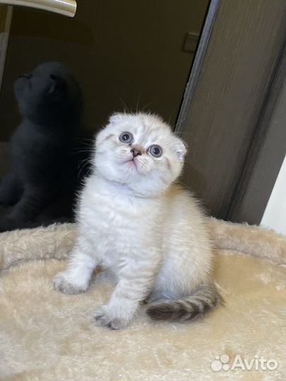 Скотиш страйт и скоттиш фолд