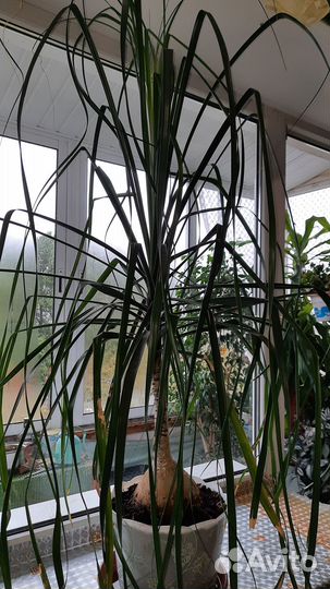 Продам бутылочное дерево