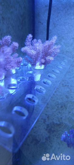 Морские кораллы