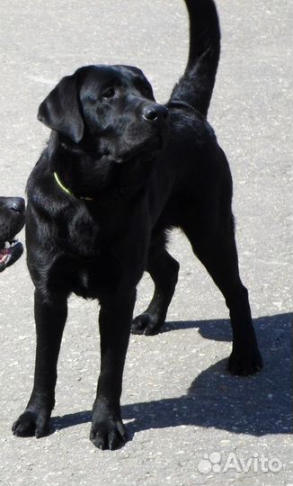 Лабрадор вязка