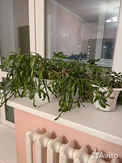 Комнатные растения