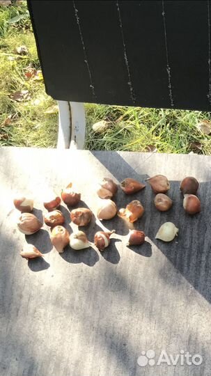 Луковицы тюльпанов