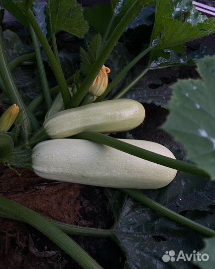 Кабачки свежие