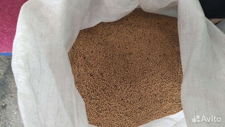 Горчица Белая Семена Сидерат Медонос