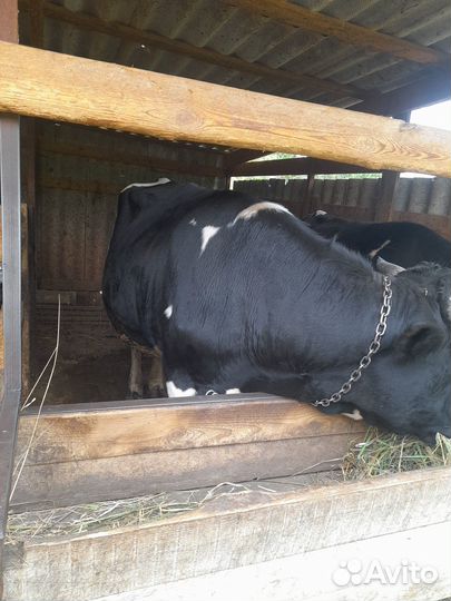 Быки на мясо