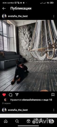 Доберман для фотосессии