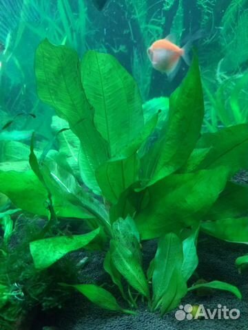 Аквариумное растение