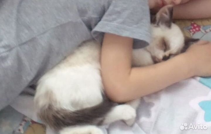 Кошка в добрые руки