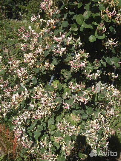 Продам излишки растений