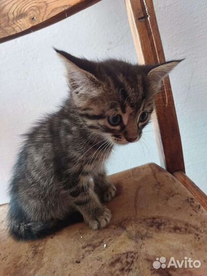 Котята в добрые руки бесплатно коты