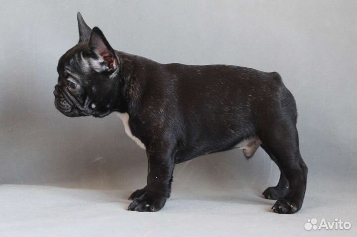 Французский бульдог щенки РКФ