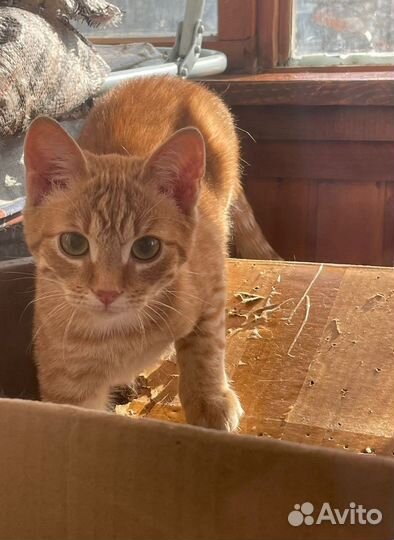 Котенок рыжий ищет дом в дар в добрые руки