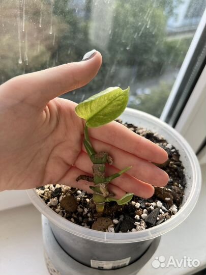 Монстера тайское созвездие