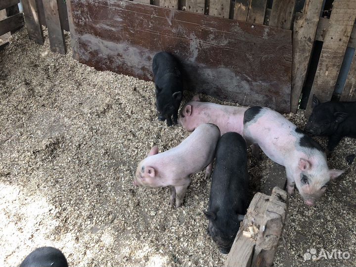 Вьетнамск вислобрюхий поросенок