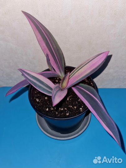 Сеткреазия пурпурная вариегатная