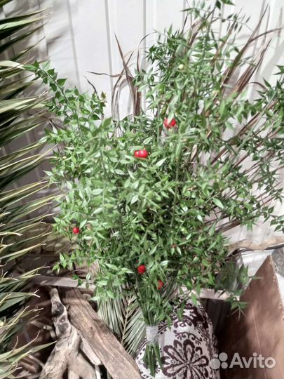 Иглица, рускус