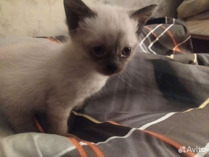 Котенок девочка