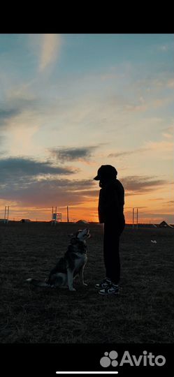 Выгул собак (+фотосессии)