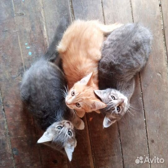 Кошки в добрые руки бесплатно