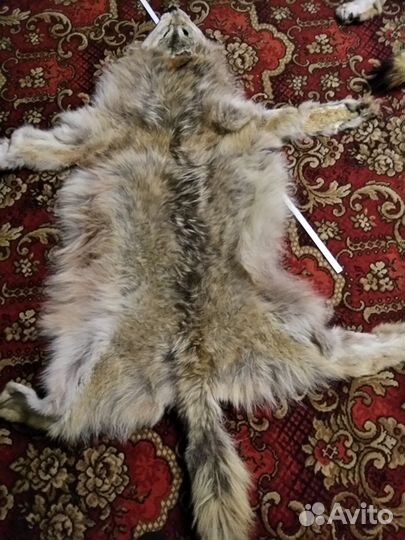 Шкуры волков