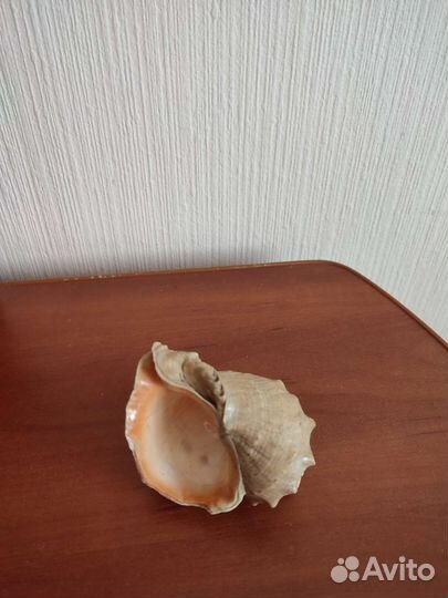Сувениры Ракушки морские