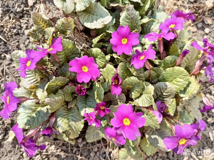 Цветы уличные многолетние