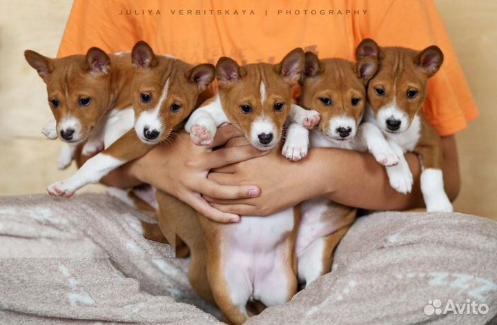 Щенки басенджи