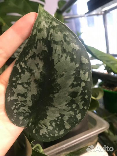 Сциндапсус Сильвер сплеш(взрослое растение)