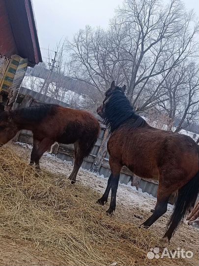 Кобыла ручная