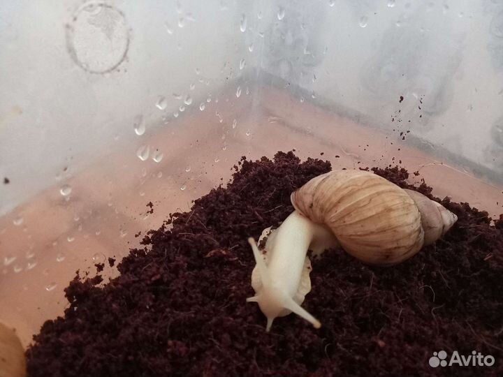 Улитки ахатины