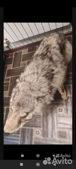 Чучело волка