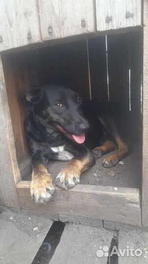 Собака в добрые руки