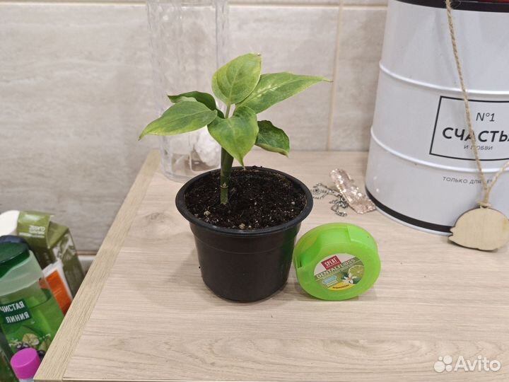 Дифенбахии