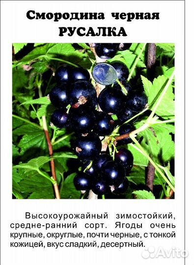 Чёрная смородина