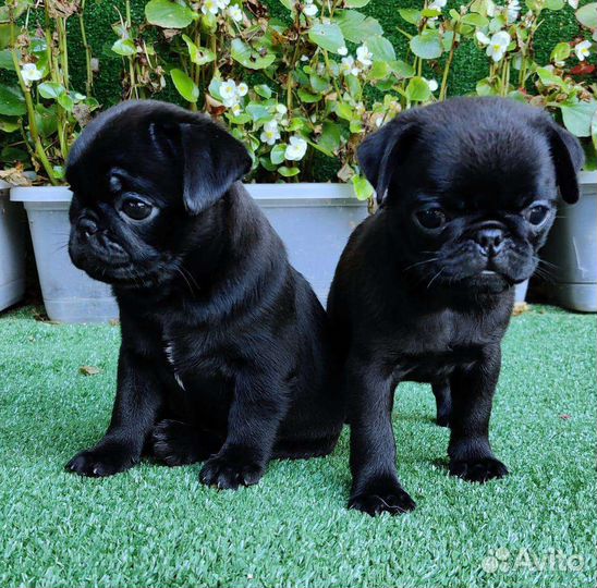 Щенки мопса