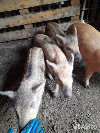 Поросята дикого кабана