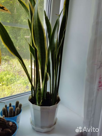 Комнатные цветы шефлера фикус кактус щучий хвост